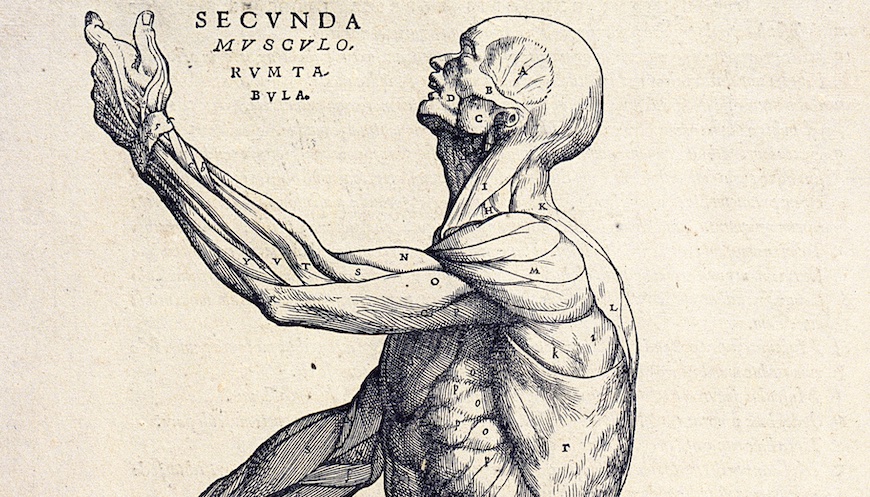 Detail from the torso up etching of the musculature of a man, each muscle is labeled with a letter.